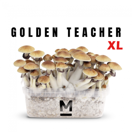Magic Mushroom Grow Kit Golden Teacher